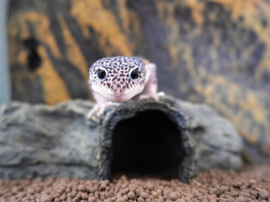 ヒョウモントカゲモドキにとって好ましい生息地を築く方法