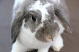 ホーランドロップとロップイヤーの違いは？垂れ耳のウサギの魅力と特徴を解説