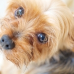 ヨークシャーテリアがご飯を食べない原因と対処法！子犬の食事トレーニングを解説