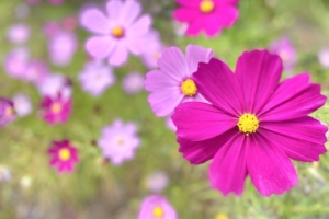 コスモスの花言葉・紫色が持つ魅力や意味は？色別に豆知識をご紹介