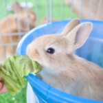 ミニウサギの体重推移の目安は？食事管理のポイントを解説！