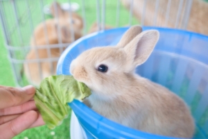 ミニウサギの体重推移の目安は？食事管理のポイントを解説！