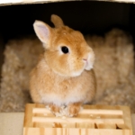 ミニウサギの成長はいつまで続くの？判断するときの３つの基準