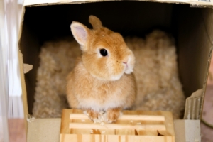ミニウサギの成長はいつまで続くの？判断するときの３つの基準