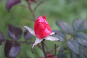 薔薇が蕾のまま枯れる原因と対処法！適切なお手入れと環境とは？