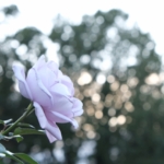 薔薇のリラの育て方！特徴と植えつける方法やお手入れ方法を解説