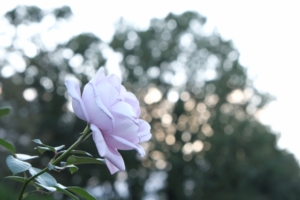 薔薇のリラの育て方！特徴と植えつける方法やお手入れ方法を解説