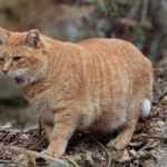猫のルーズスキンが大きいけど大丈夫？肥満との見分け方とその役割を解説