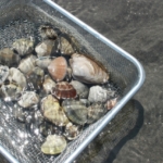 潮干狩りの貝の持って帰り方ガイド！ポイントや保存方法、注意点を解説