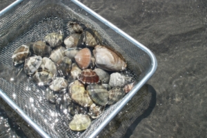 潮干狩りの貝の持って帰り方ガイド！ポイントや保存方法、注意点を解説