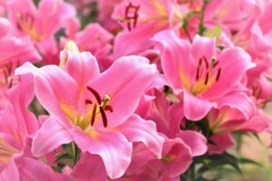 百合の花言葉！ピンク色には特別な意味はある？色別や本数別でご紹介