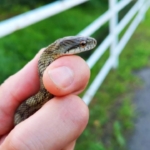 アオダイショウの幼蛇の大きさとは？飼育方法や注意点を詳しく解説！