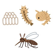 蚊の産卵時期や回数は？蚊の種類別での特徴と卵の数を徹底解説！