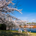 お花見にレジャーシートを持っていけるスポット！東京でおすすめの公園は？