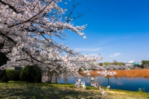 お花見にレジャーシートを持っていけるスポット！東京でおすすめの公園は？