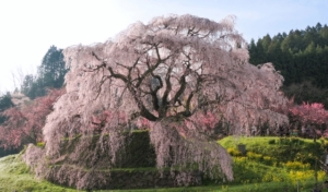 お花見ドライブを関西で楽しむなら？おすすめのコースやスポットをご紹介