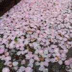 お花見で雨の場合はどうする？雨の日の楽しみ方や雨対策をご紹介