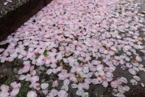 お花見で雨の場合はどうする？雨の日の楽しみ方や雨対策をご紹介