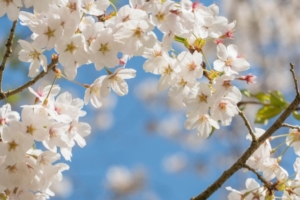 お花見料理の定番と言えば？おすすめメニューと食べ物を選ぶポイント