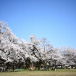 お花見ピクニックができる関東の桜の名所やおすすめスポットをご紹介