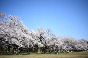 お花見ピクニックができる関東の桜の名所やおすすめスポットをご紹介