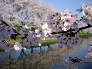 桜並木の長さランキング！何㎞が最長？絶景の映えスポットはどこ？