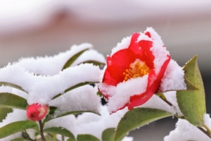 山茶花の花言葉、赤色が持つ意味とは？色別の意味とプレゼントの豆知識