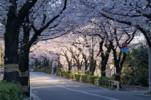 桜並木をドライブできる関東のおすすめコースは？絶景の映えスポットをご紹介