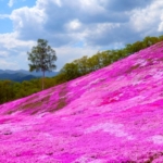 北海道の芝桜はゴールデンウィークが見ごろ！おすすめスポットをご紹介