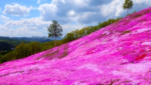 北海道の芝桜はゴールデンウィークが見ごろ！おすすめスポットをご紹介