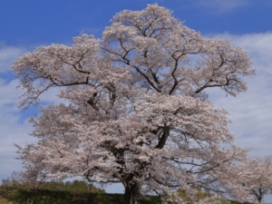 ソメイヨシノは何年で咲くの？成長スピードや寿命について解説！