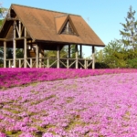 芝桜の時期はいつ？東海地方の名所や絶景おすすめスポットをご紹介