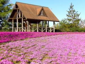 芝桜の時期はいつ？東海地方の名所や絶景おすすめスポットをご紹介