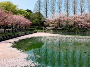 ソメイヨシノが満開から散るまではどれくらい？桜の花の一生を解説