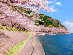 桜並木を楽しむツーリングin関西！春を楽しむ絶景ルートをご紹介