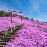 芝桜はいつ咲くの？有名な観光名所別に開花時期と見頃を徹底解説