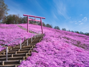 芝桜はいつ咲くの？有名な観光名所別に開花時期と見頃を徹底解説