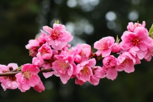 桃の花咲く名所を巡る関西の春の絶景おすすめスポット5選をご紹介