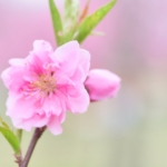 花桃の植え替え時期はいつ？最適なタイミングとやるべき5つの手順