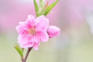 花桃の植え替え時期はいつ？最適なタイミングとやるべき5つの手順