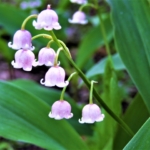 すずらんのピンク色の花言葉は？意味・由来や色別の違いを解説！