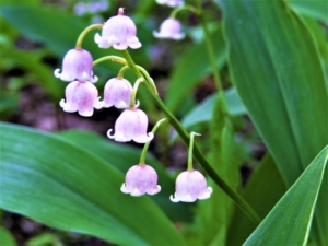 すずらんのピンク色の花言葉は？意味・由来や色別の違いを解説！