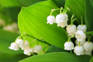 すずらんの剪定ガイド！時期・方法・花がら摘みのポイントを徹底解説！