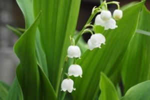 すずらんの育て方、冬越しのポイント！地植え・鉢植えそれぞれの防寒対策