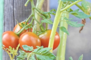 夏野菜の水やり頻度はどれくらい？真夏の注意点と栽培ポイントを解説