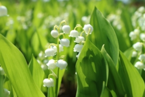 スズランの地植えでの育て方！３つのポイントと花が咲かない原因と対処法