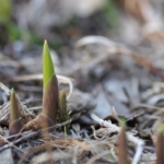 すずらんの芽が出る時期は？発芽の期間と芽が出た後のお手入れ方法を解説