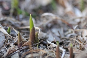 すずらんの芽が出る時期は？発芽の期間と芽が出た後のお手入れ方法を解説