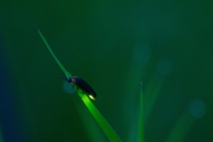 蛍の成虫が求める餌とは？その生態と生涯について解説！