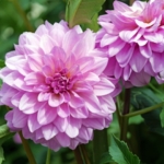 ダリアの花が終わったらどうする？球根を守るための管理法＆来年も咲かせるコツ